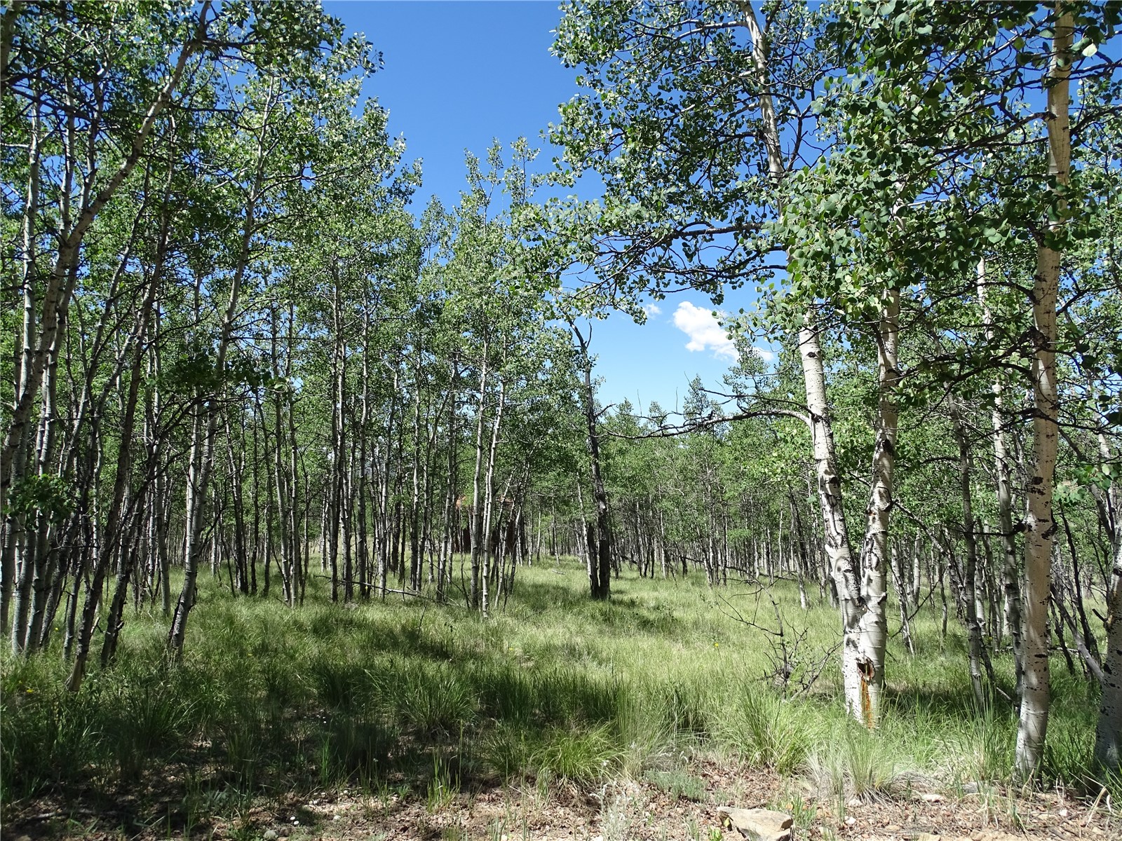 782 Bow String Road Como, CO 80456 - Photo 5 of 22