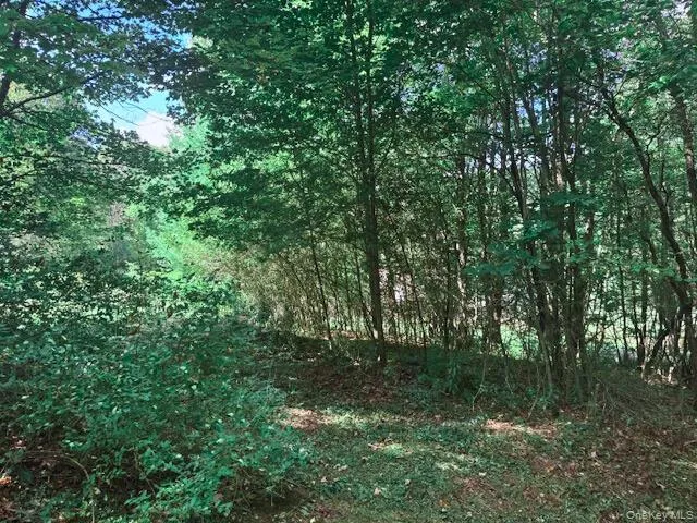 a view of a lush green forest