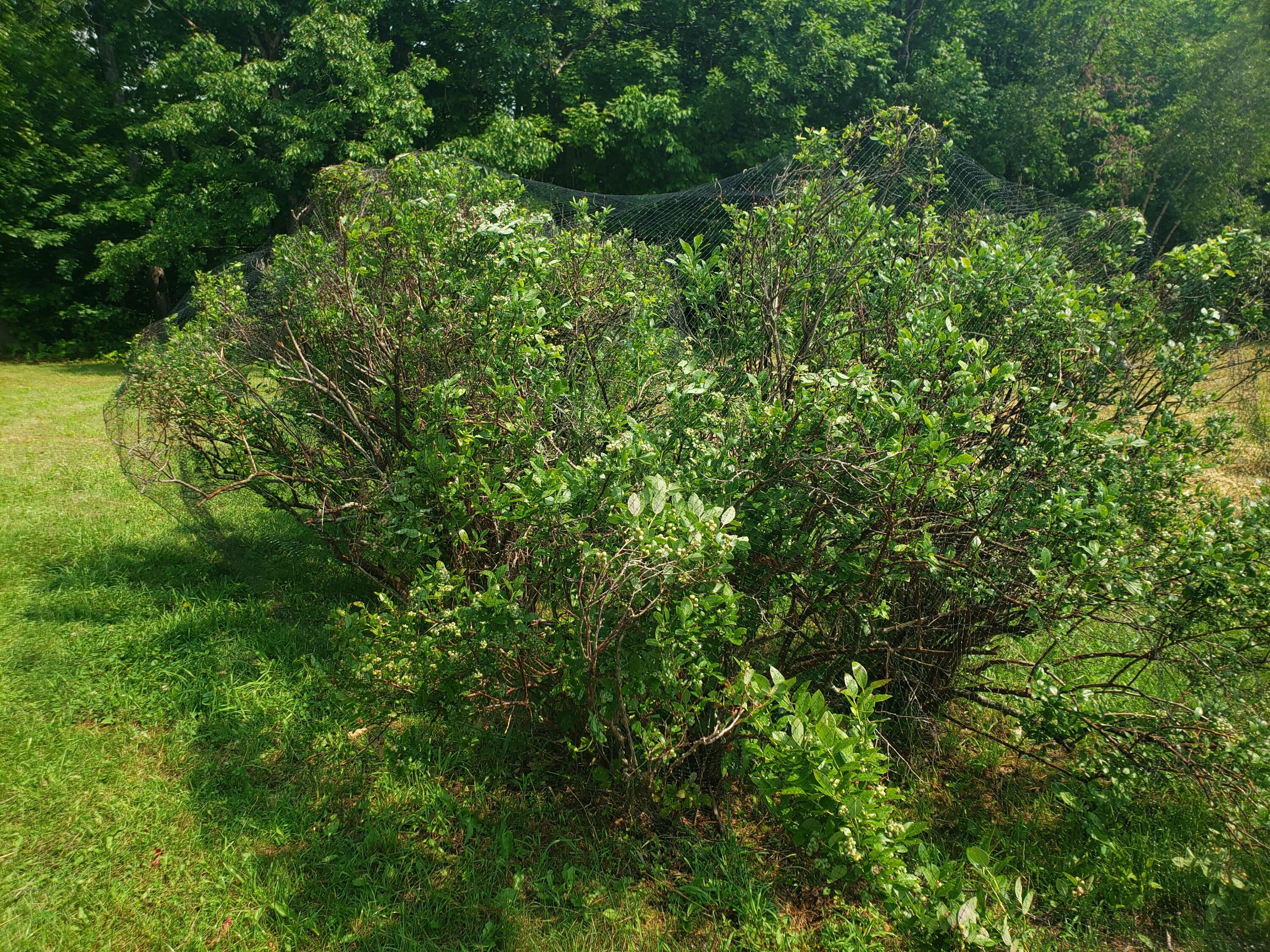 129 Lomie Rivers Road Jay, ME 04239 - Photo 12 of 38 Berry bushes.