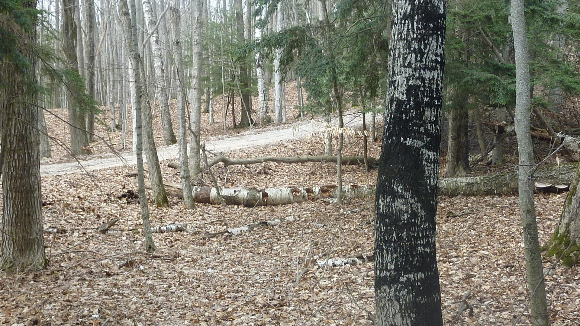 0 Old State Road Frankfort, MI 49635 - Photo 2 of 17