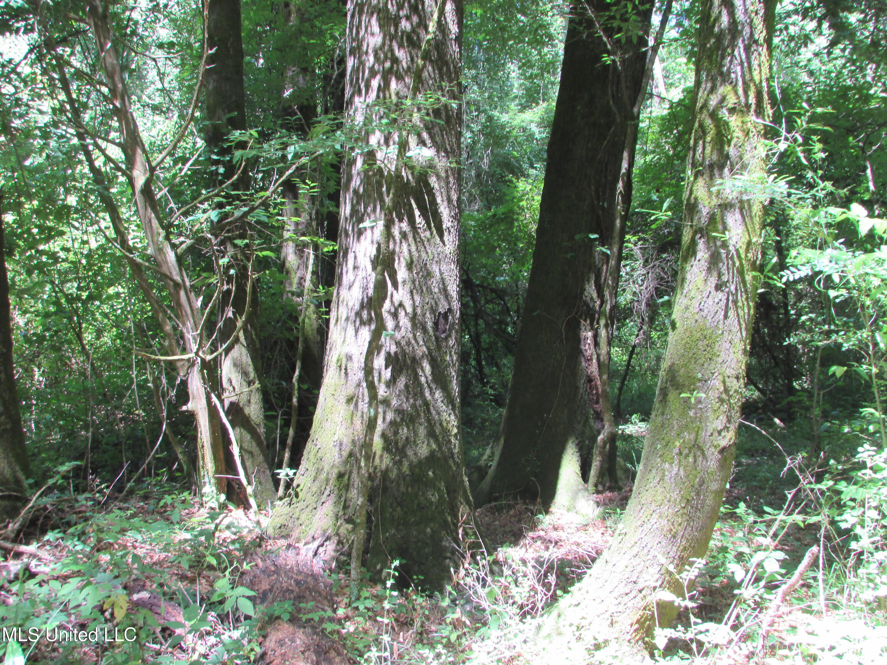 Vaughn Road Vaughan, MS 39179 - Photo 9 of 20 IMG_0014