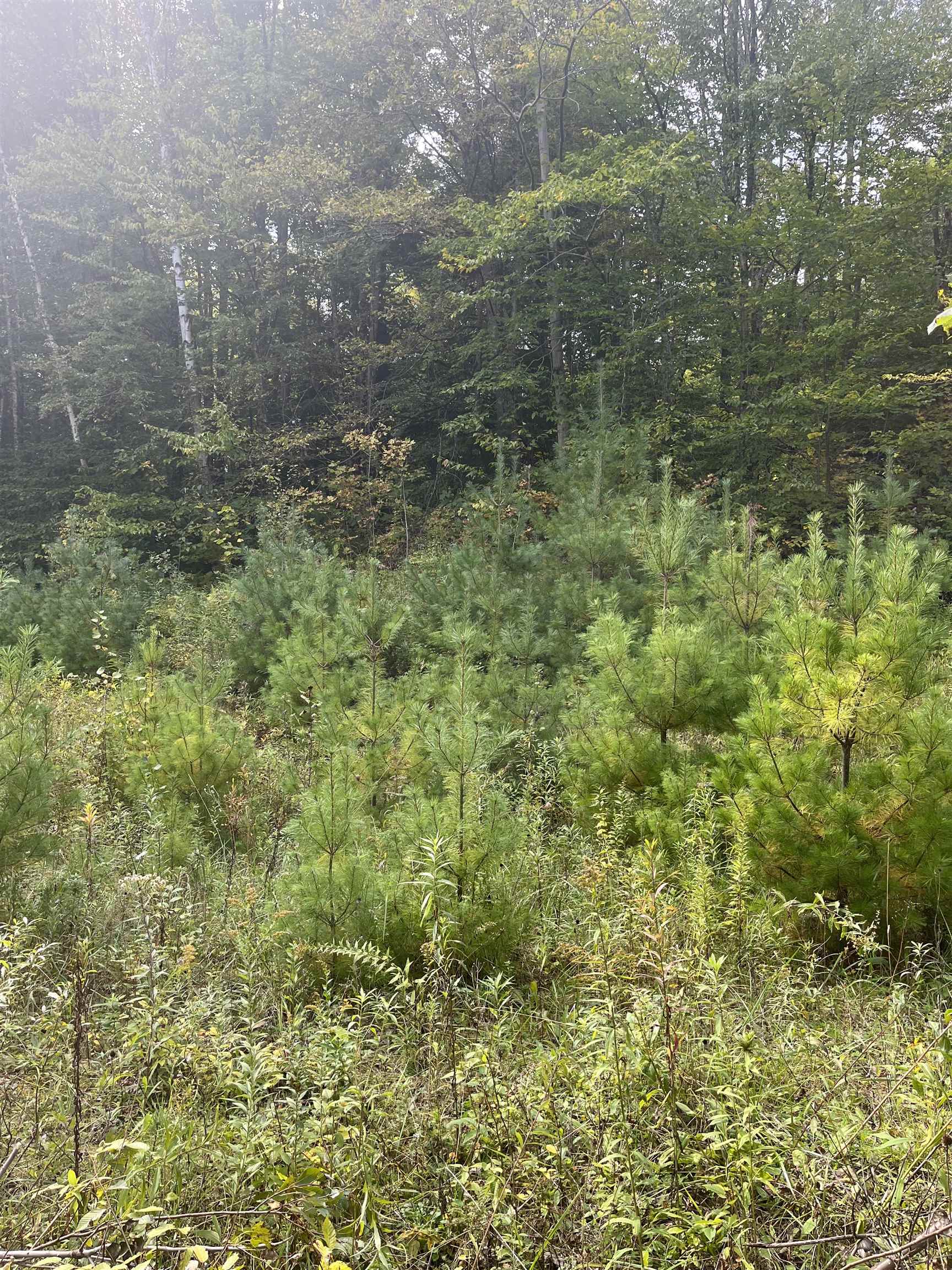 0 Whitmore Brook Road Chester, VT 05143 - Photo 2 of 6
