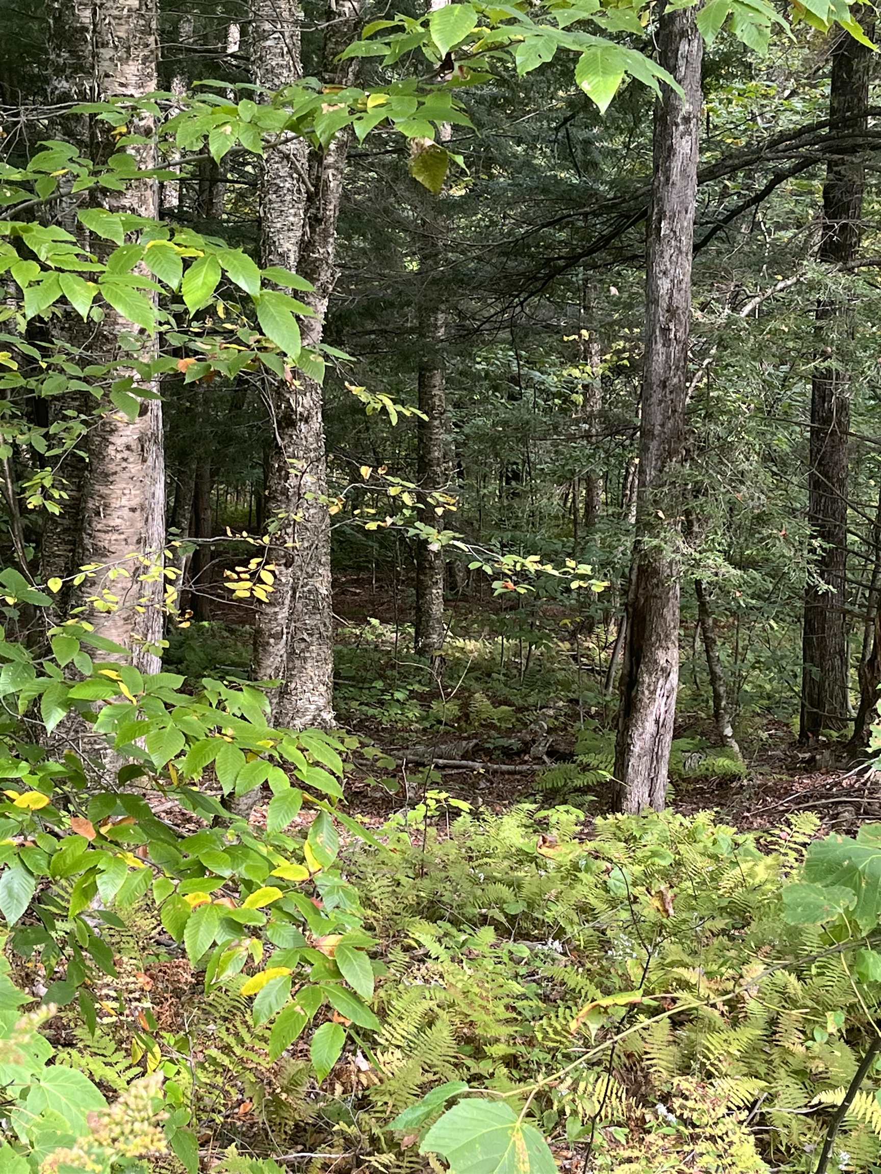 0 Whitmore Brook Road Chester, VT 05143 - Photo 4 of 6
