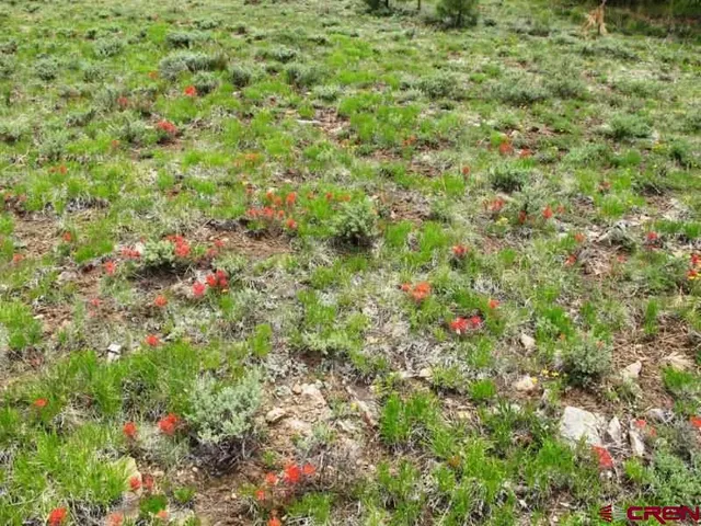 a view of a lake in middle of forest