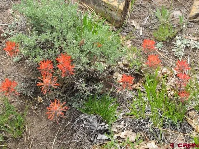 a view of a bunch of trees