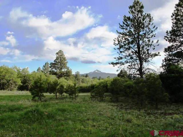 a view of a lush green field with lots of bushes