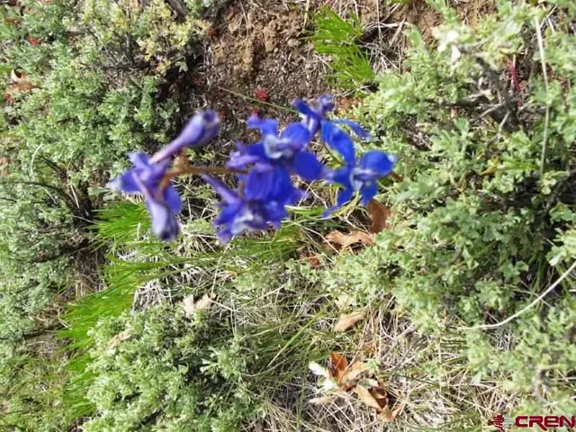 a view of a tree with a plant