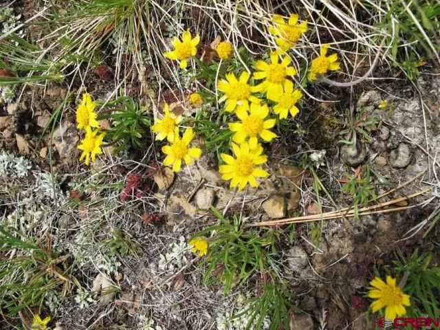 a view of a flower in a garden