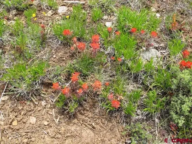 a view of a lush green forest with mountains in the background