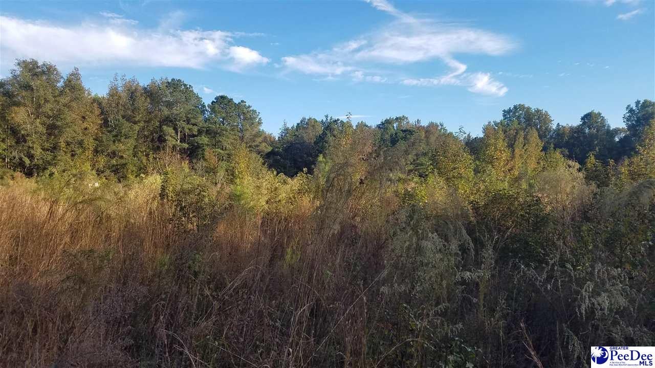 Tbd Tbd Asbury Church Road Clio, SC 29525 - Photo 1 of 1 Gallery Image 1