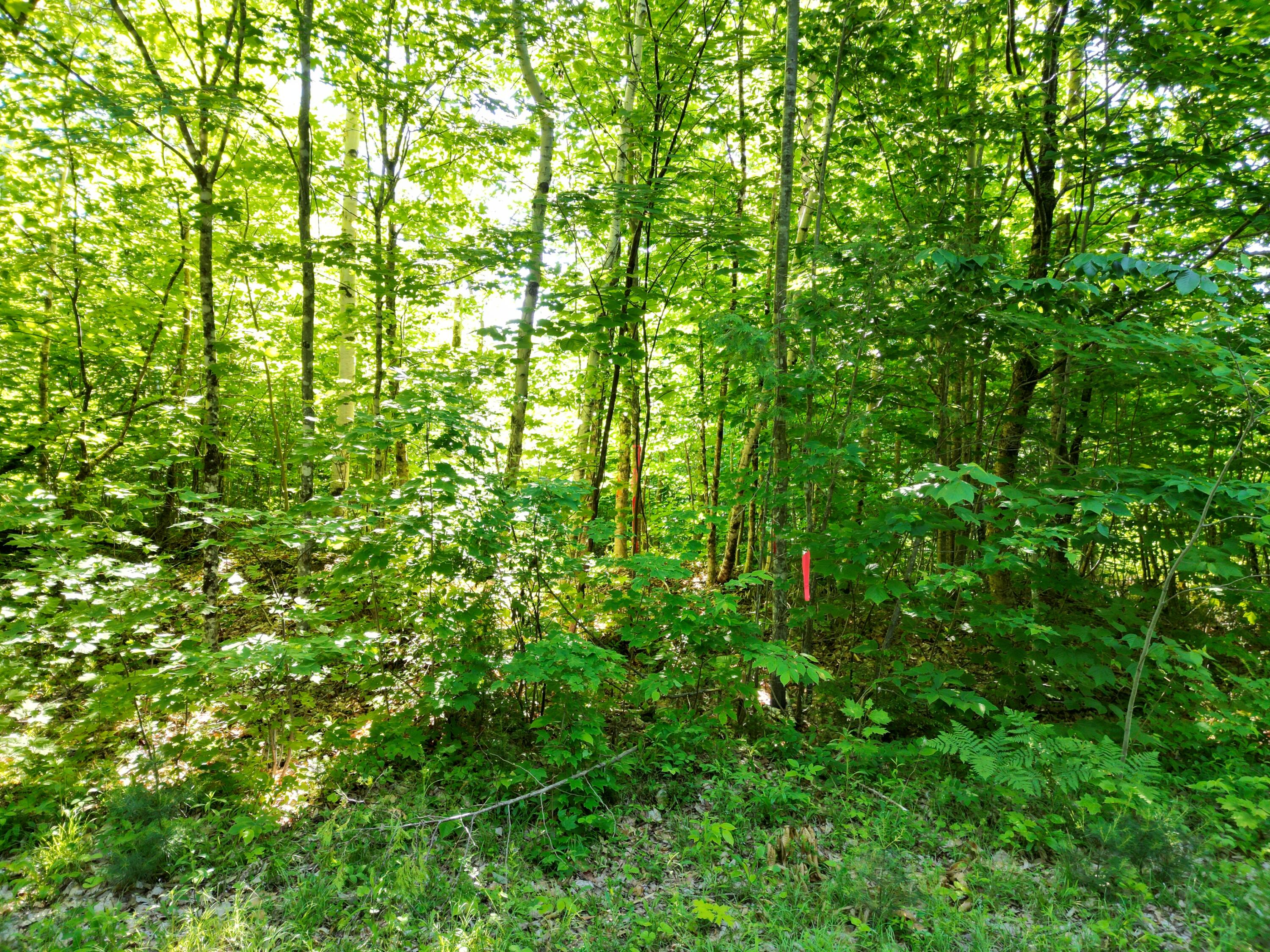 Lot 3 Bear Lane Springfield, ME 04487 - Photo 9 of 15 DJI_0747