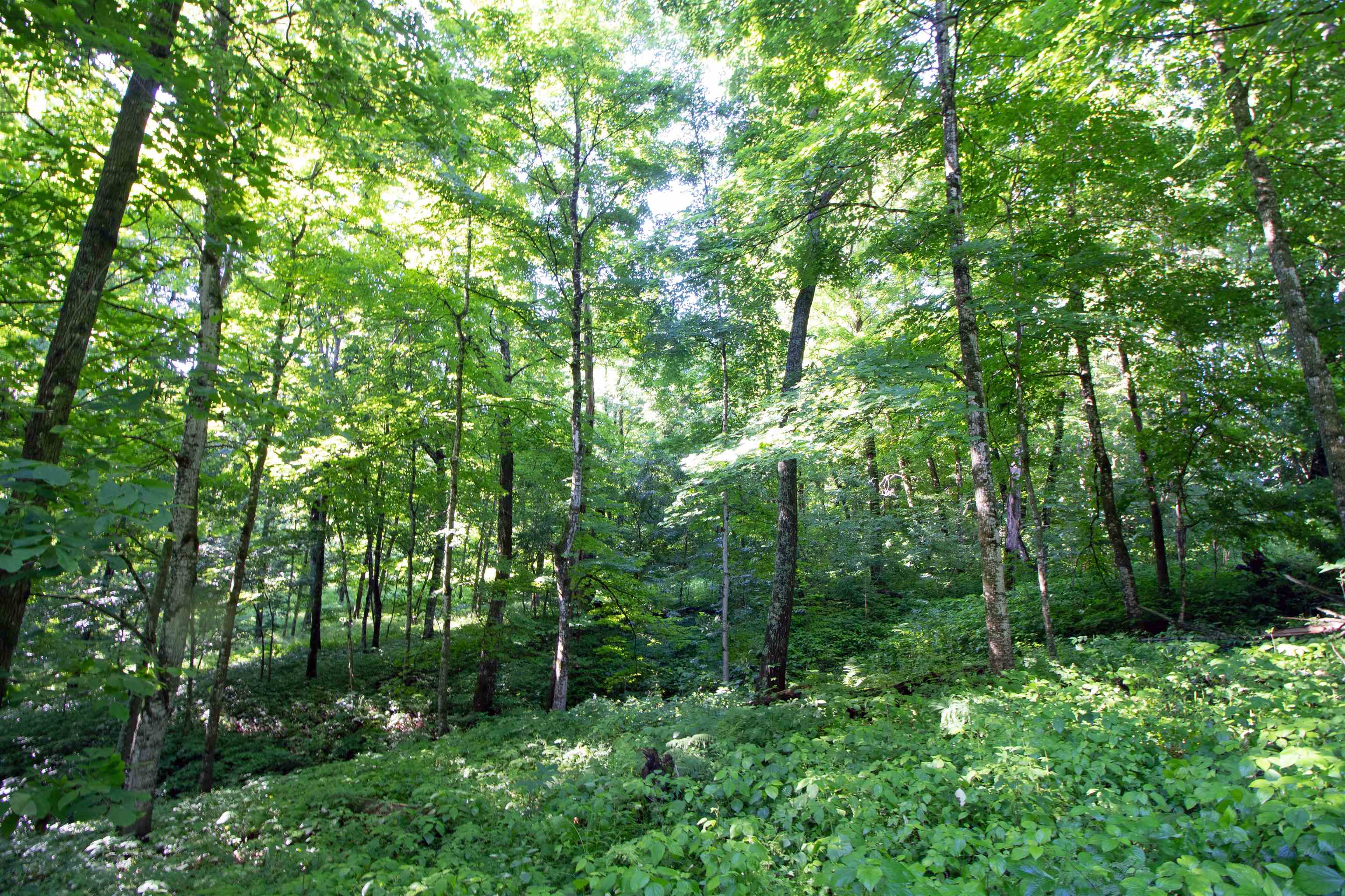 76-acres Skyline Road Blue River, WI 53518 - Photo 16 of 46