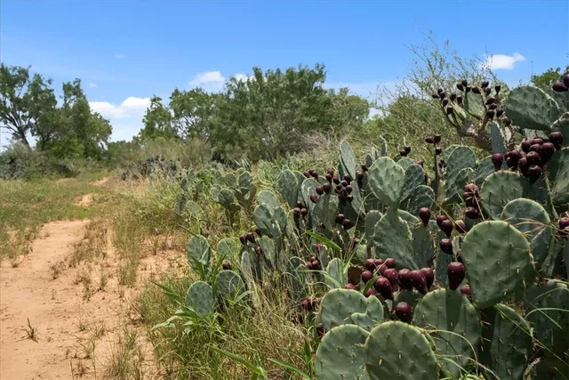 $314,500 | 0 Cr 304, Jourdanton, TX 78026