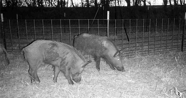 $314,500 | 0 Cr 304, Jourdanton, TX 78026