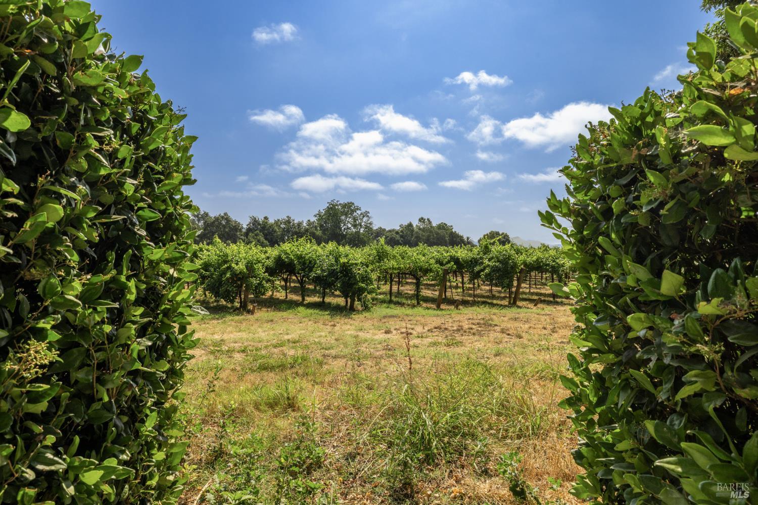 989 Rutherford Road Napa, CA 94558 - Photo 6 of 90