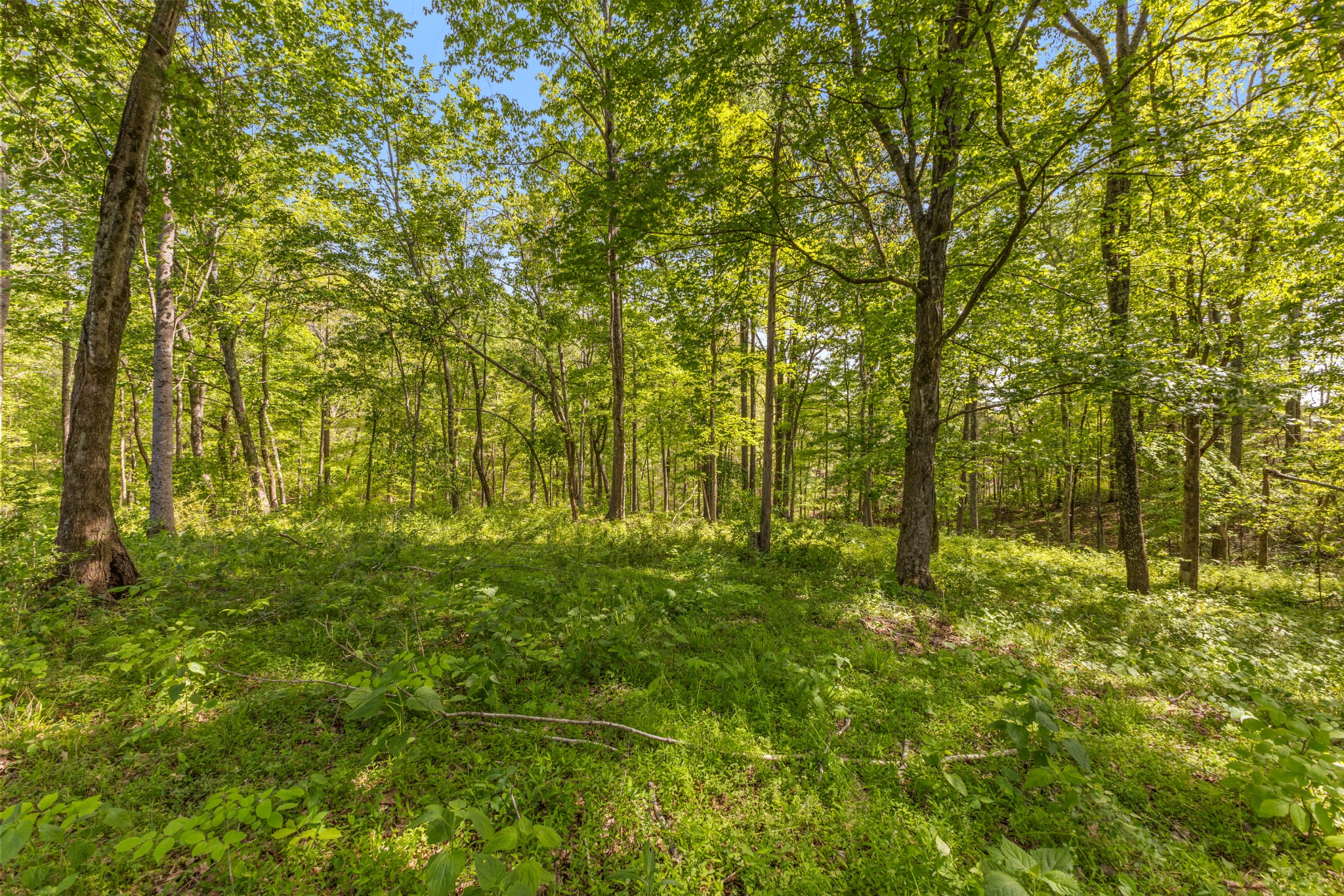 7194 Dice Lampley Road Fairview, TN 37062 - Photo 6 of 35 Gallery Image 6