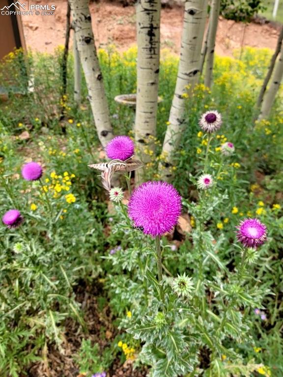 325 Willow Road Divide, CO 80814 - Photo 40 of 45 a view of a flower