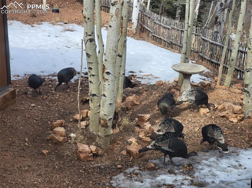 325 Willow Road Divide, CO 80814 - Photo 42 of 45 a view of a pathway with an outdoor space