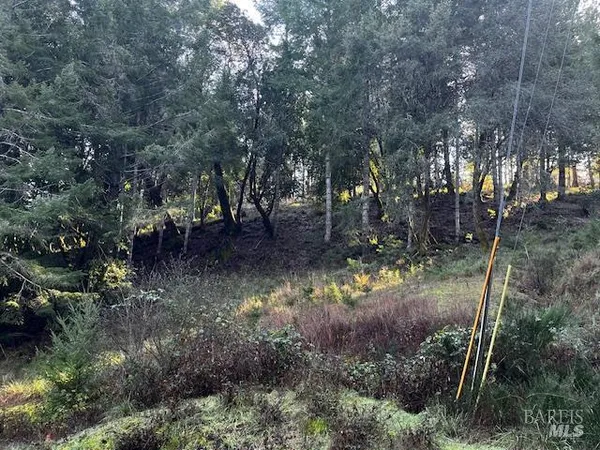 a view of a forest with trees