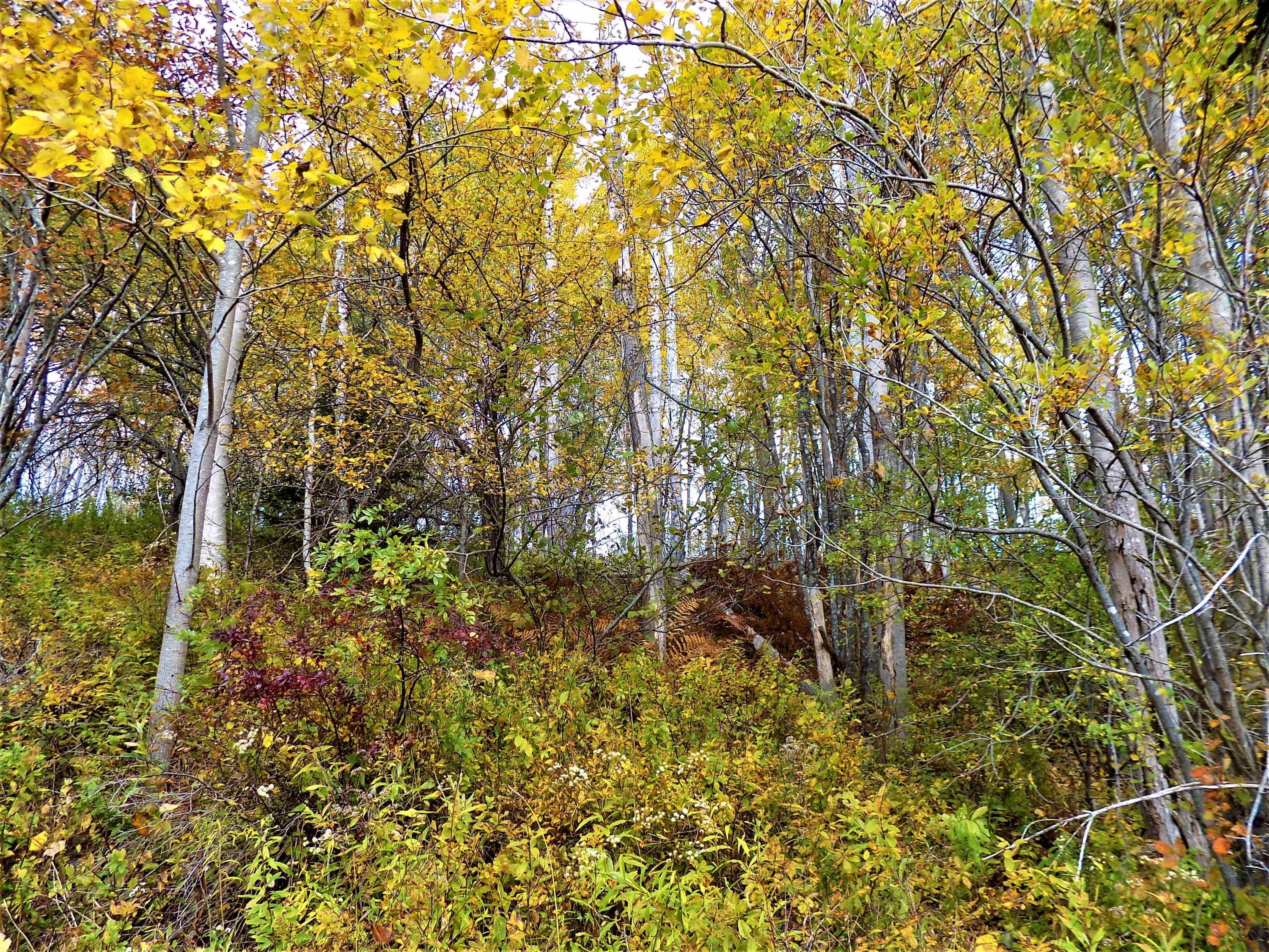 0 West Kennebec Road Machias, ME 04654 - Photo 17 of 20 Fall