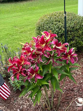 a front view of a houses with yard