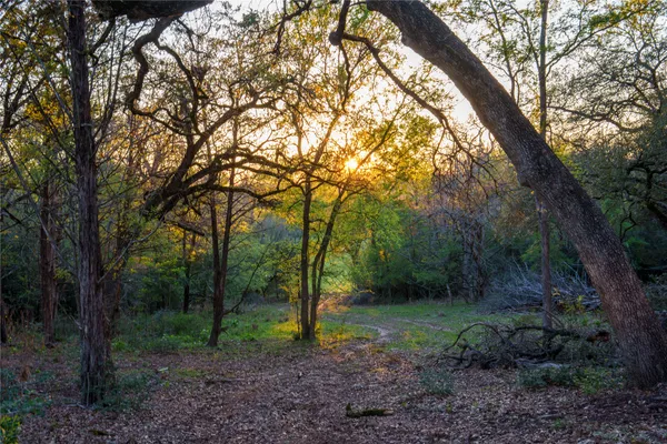 a view of a forest that has large trees