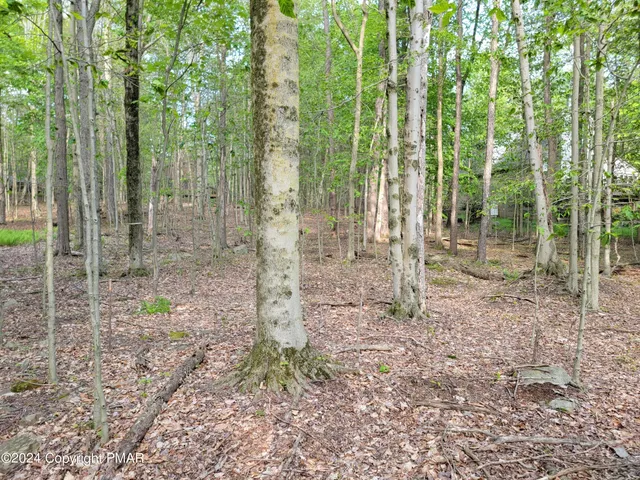 a backyard of a house with lots of green space and tall trees
