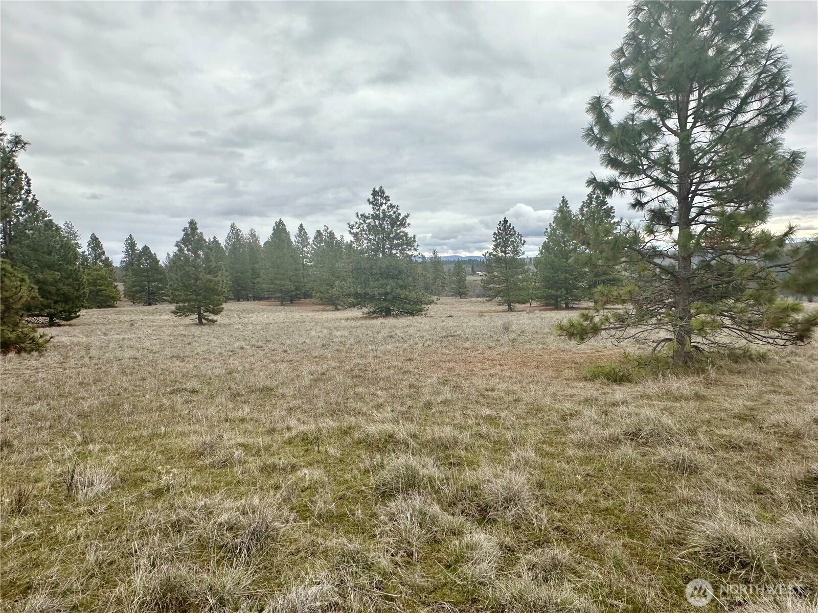72 Winlock Road Goldendale, WA 98620 - Photo 2 of 7 a view of a field with trees in the background