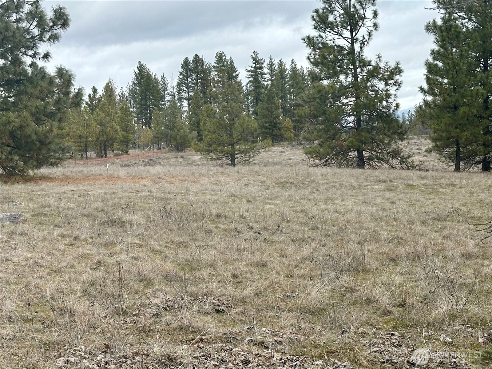 72 Winlock Road Goldendale, WA 98620 - Photo 6 of 7 a view of a dry yard with trees in the background