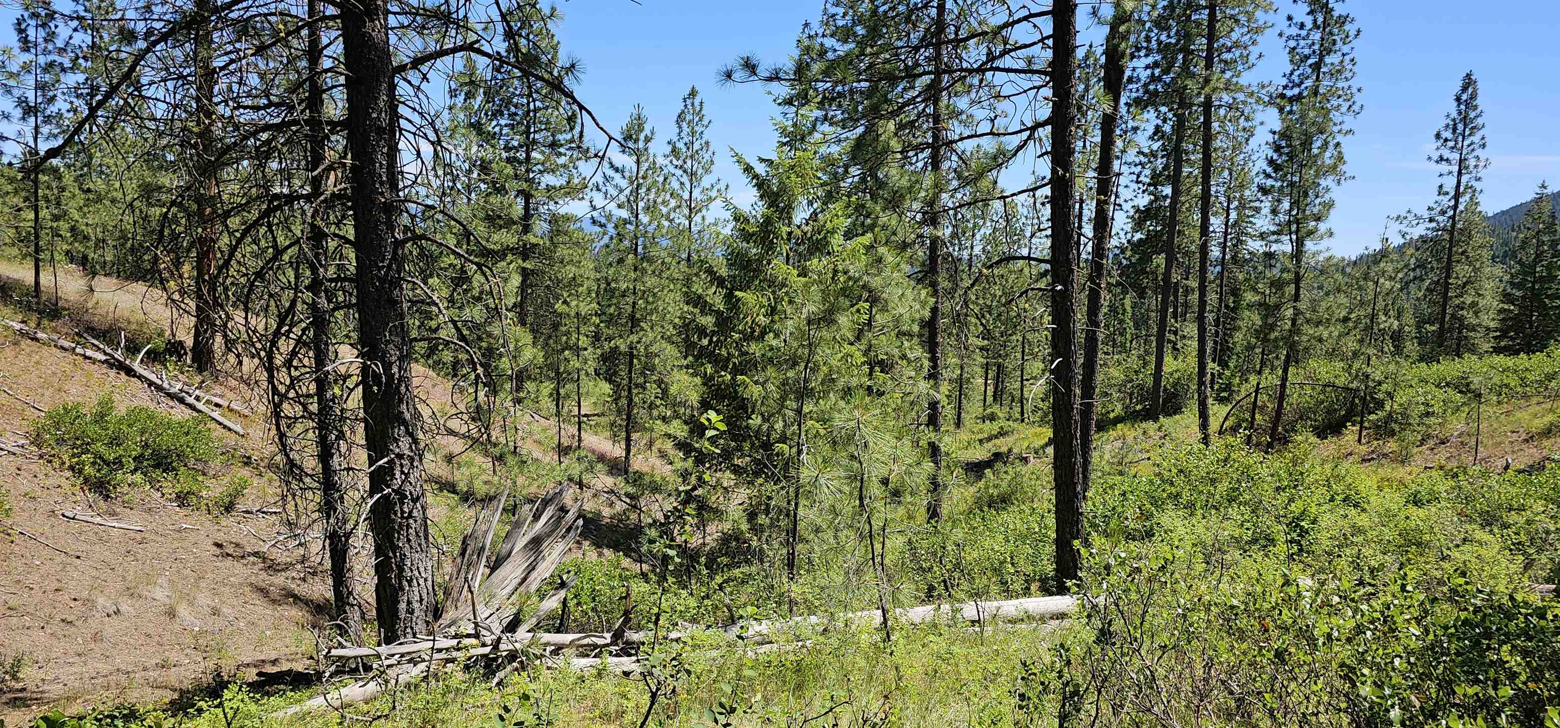 20 X Lynx Road Inchelium, WA 99138 - Photo 15 of 38