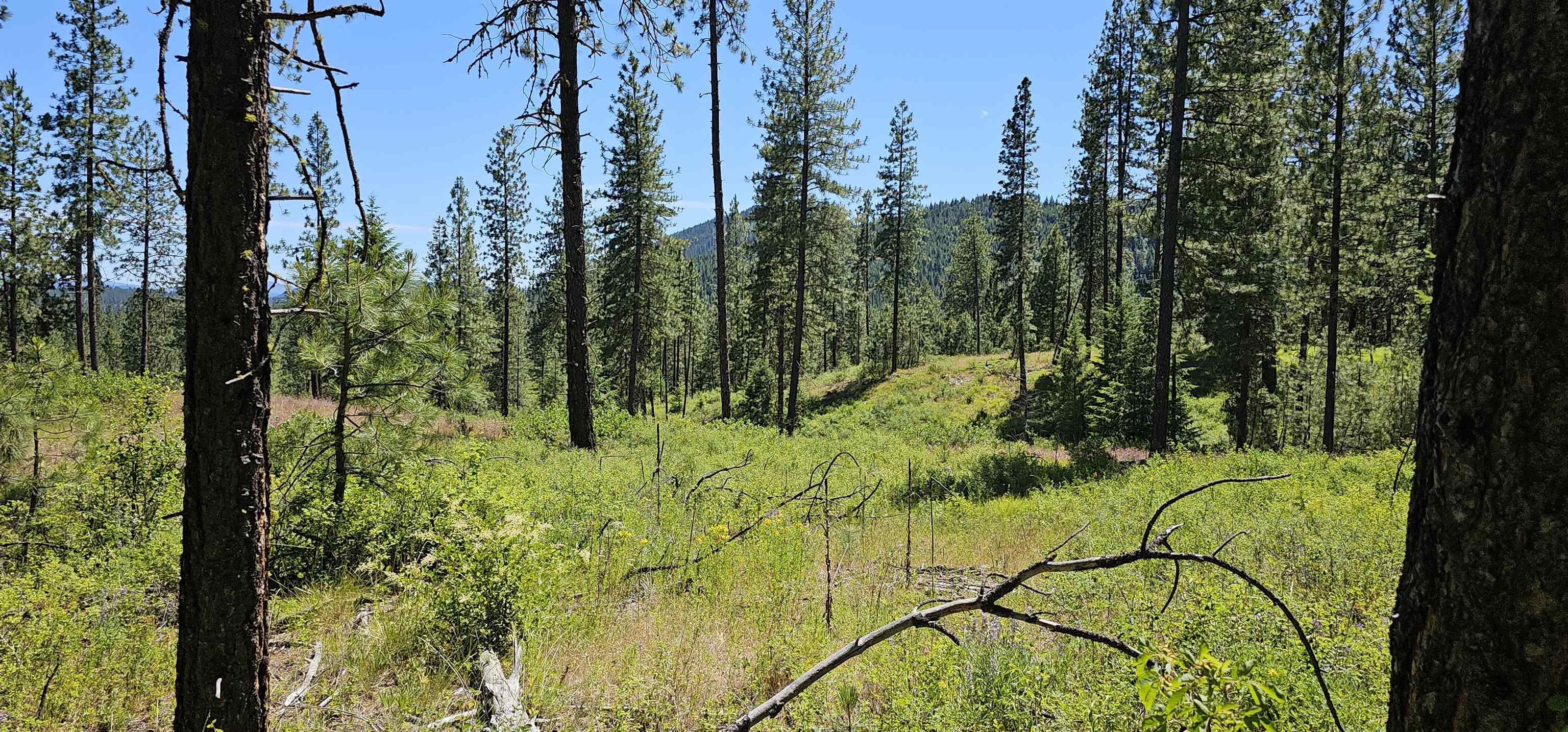 20 X Lynx Road Inchelium, WA 99138 - Photo 16 of 38