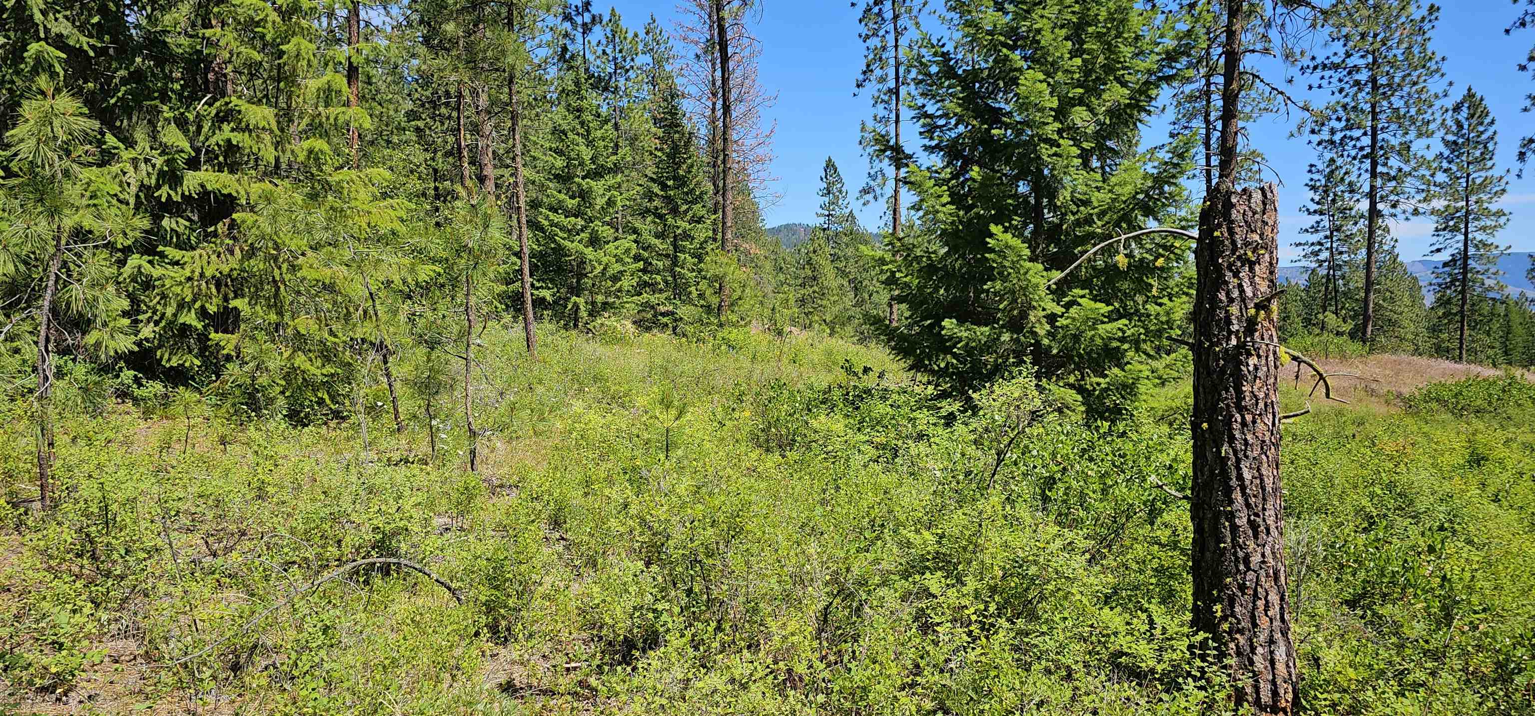 20 X Lynx Road Inchelium, WA 99138 - Photo 18 of 38