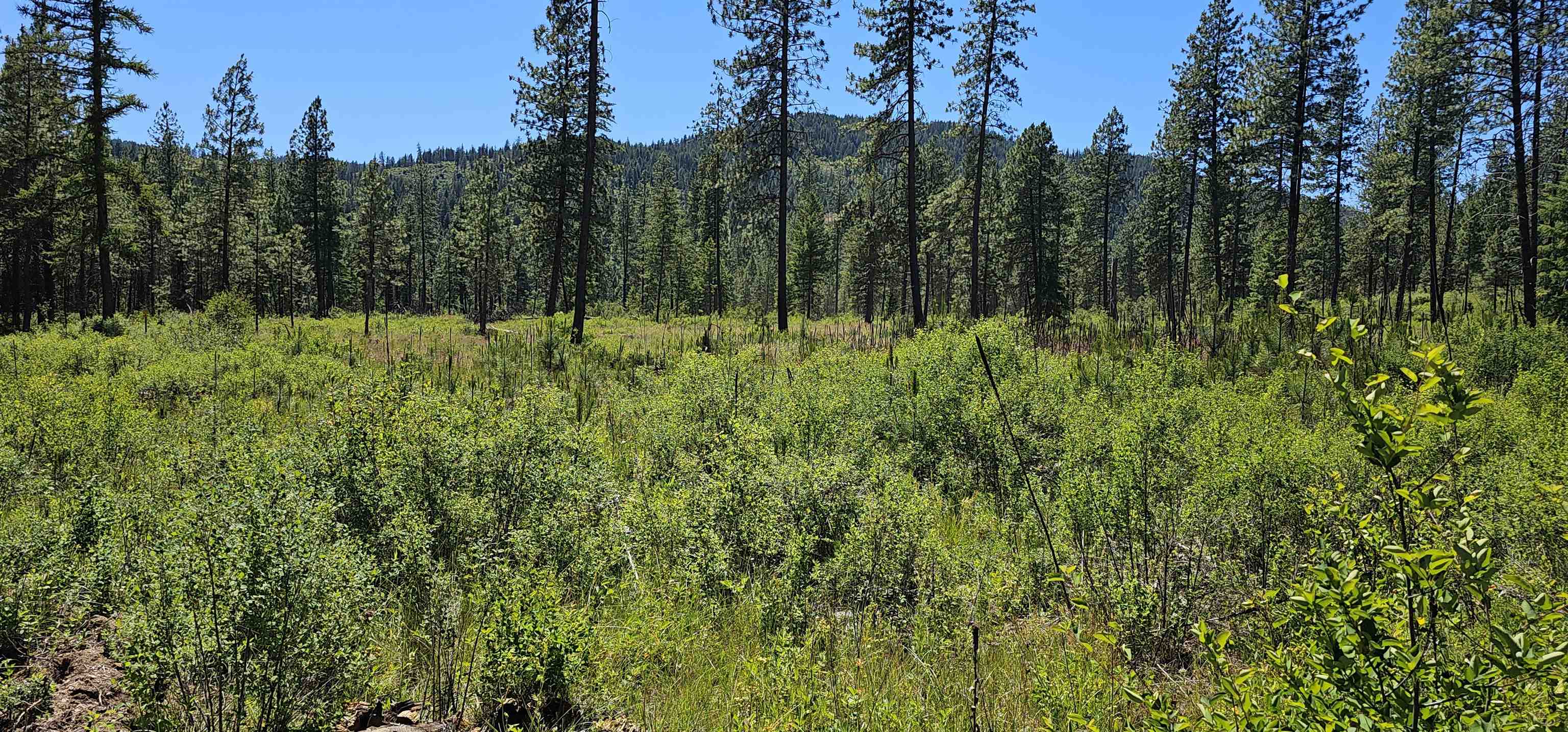 20 X Lynx Road Inchelium, WA 99138 - Photo 2 of 38