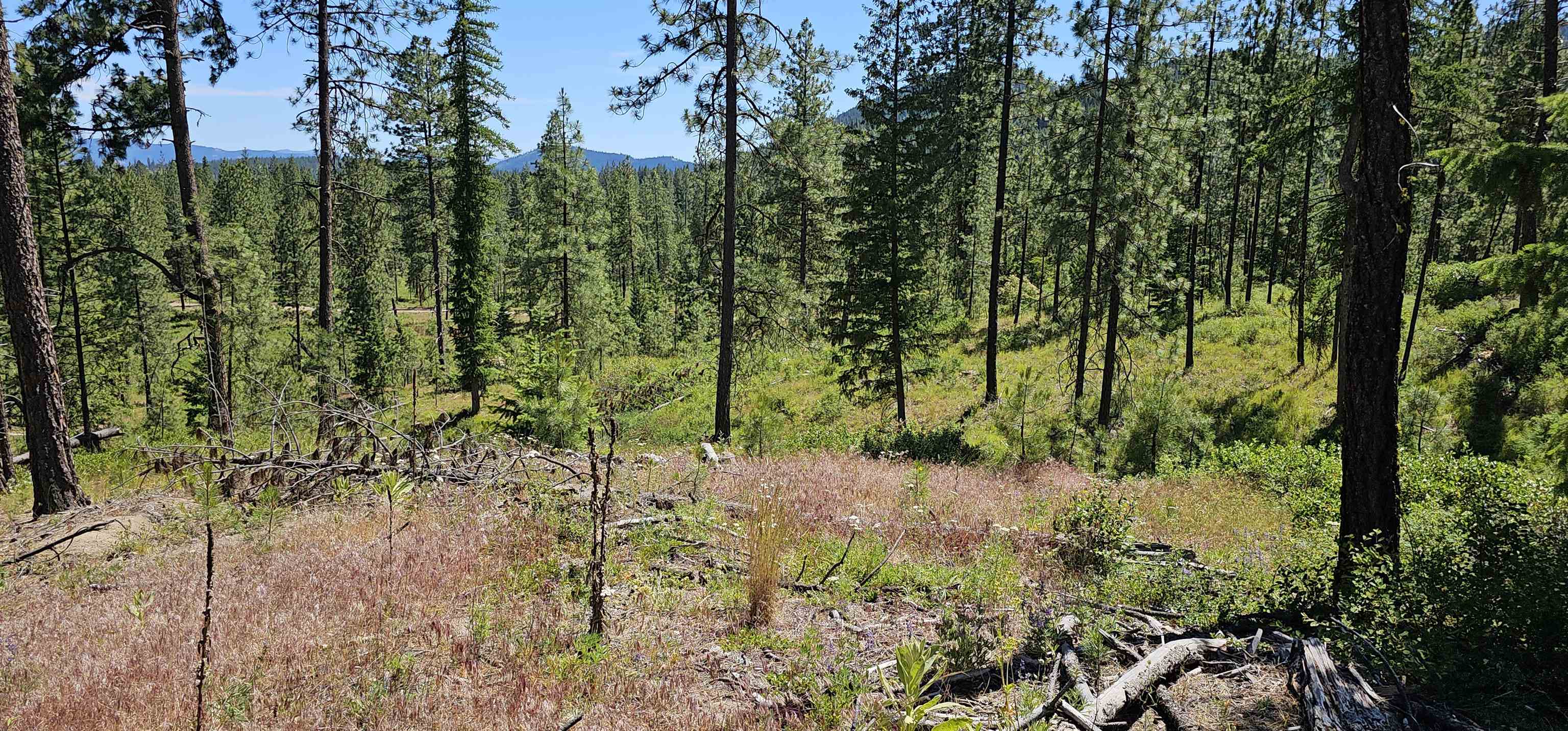 20 X Lynx Road Inchelium, WA 99138 - Photo 22 of 38