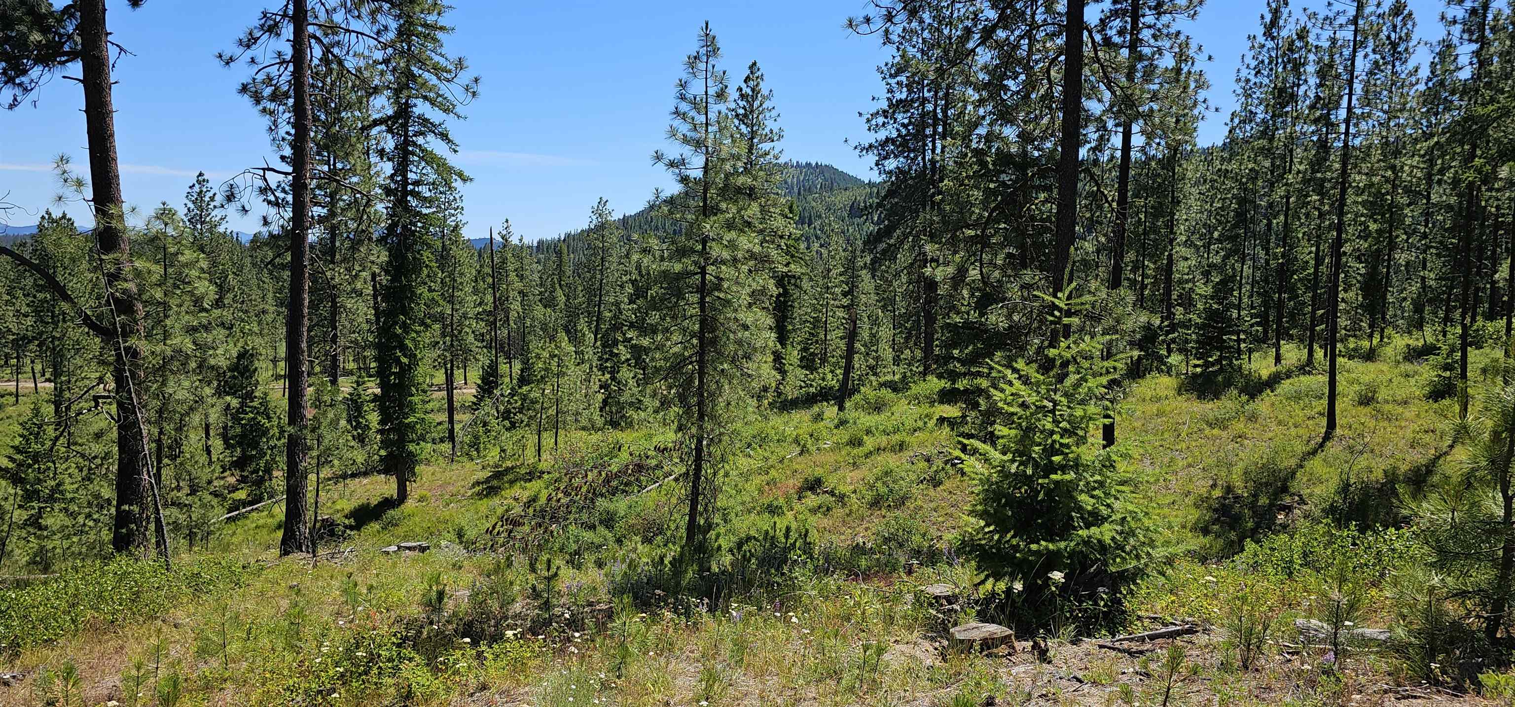 20 X Lynx Road Inchelium, WA 99138 - Photo 23 of 38