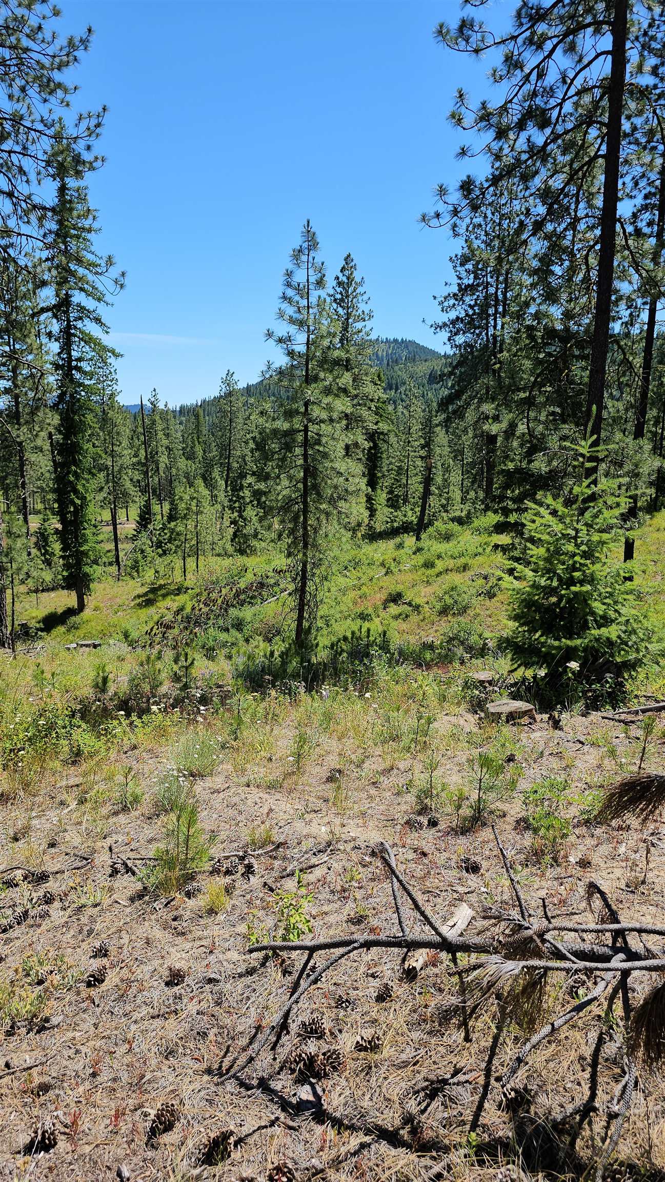 20 X Lynx Road Inchelium, WA 99138 - Photo 24 of 38