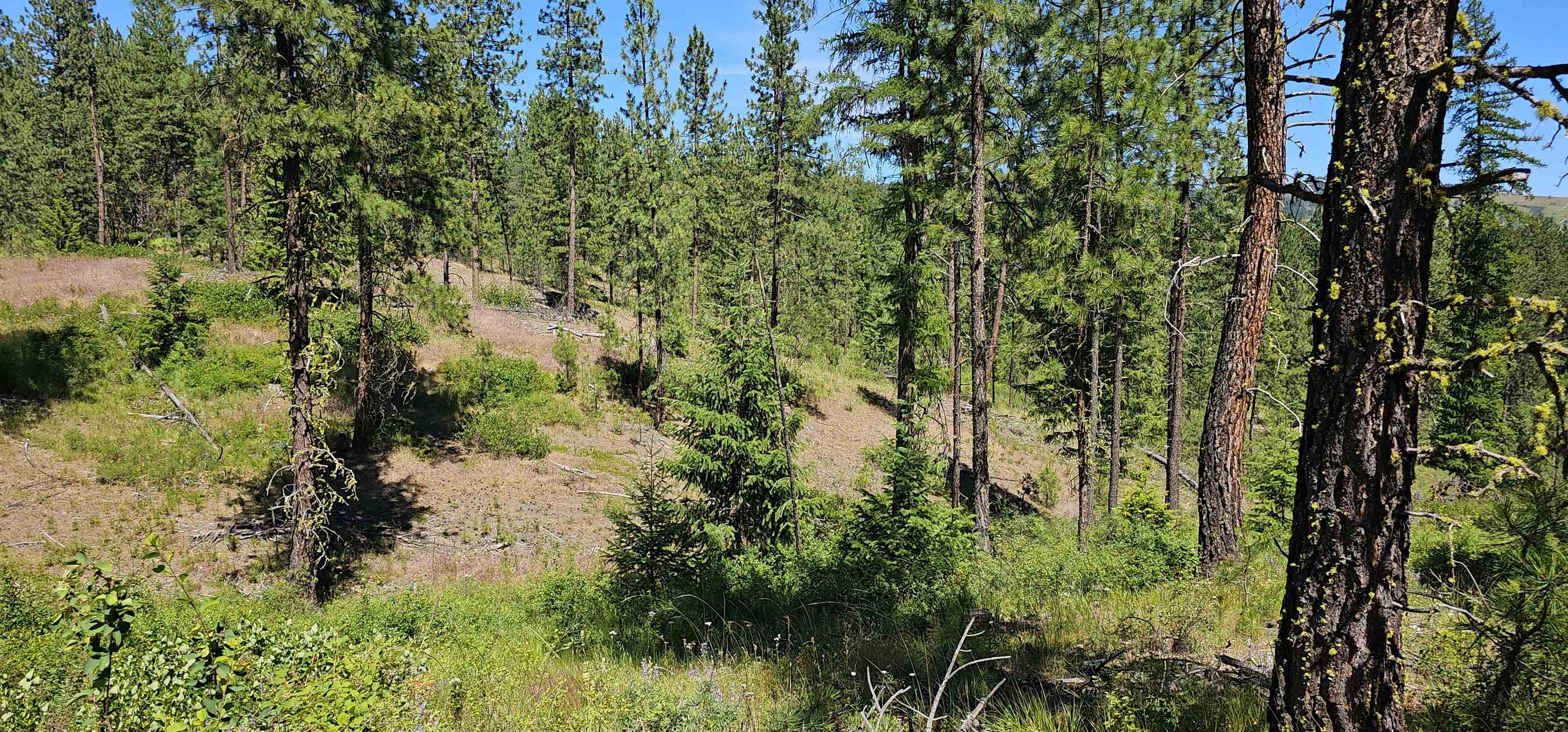 20 X Lynx Road Inchelium, WA 99138 - Photo 28 of 38