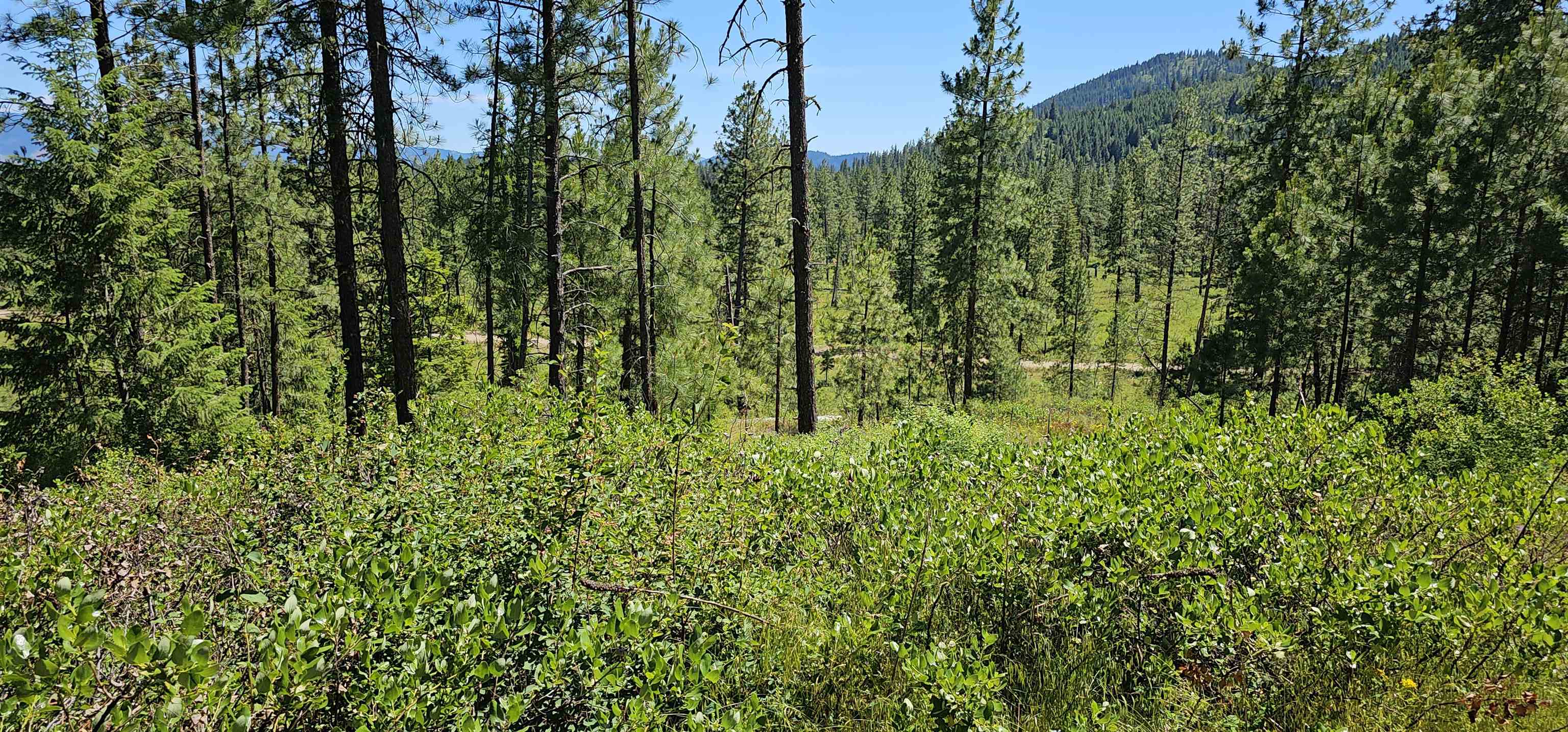 20 X Lynx Road Inchelium, WA 99138 - Photo 29 of 38