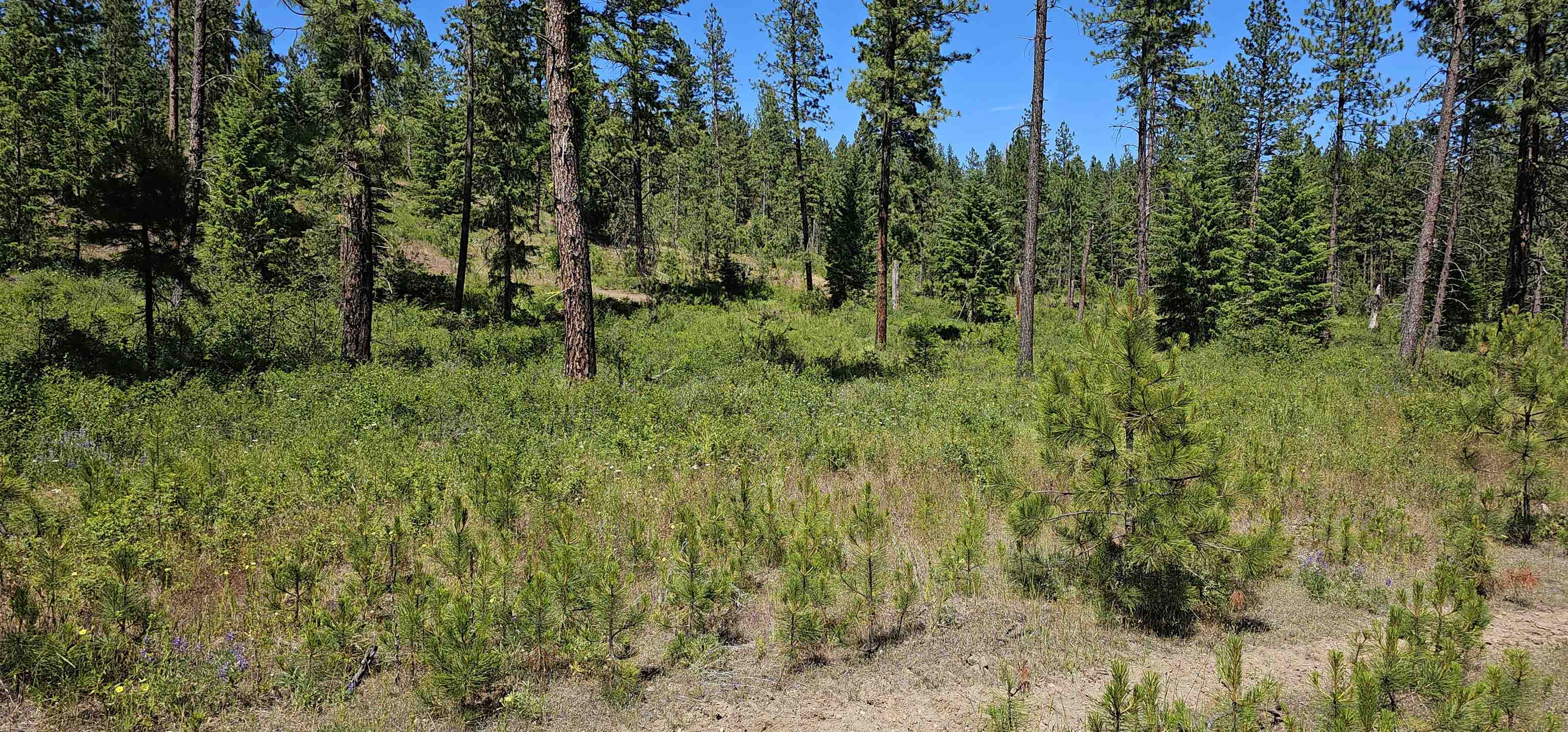 20 X Lynx Road Inchelium, WA 99138 - Photo 32 of 38