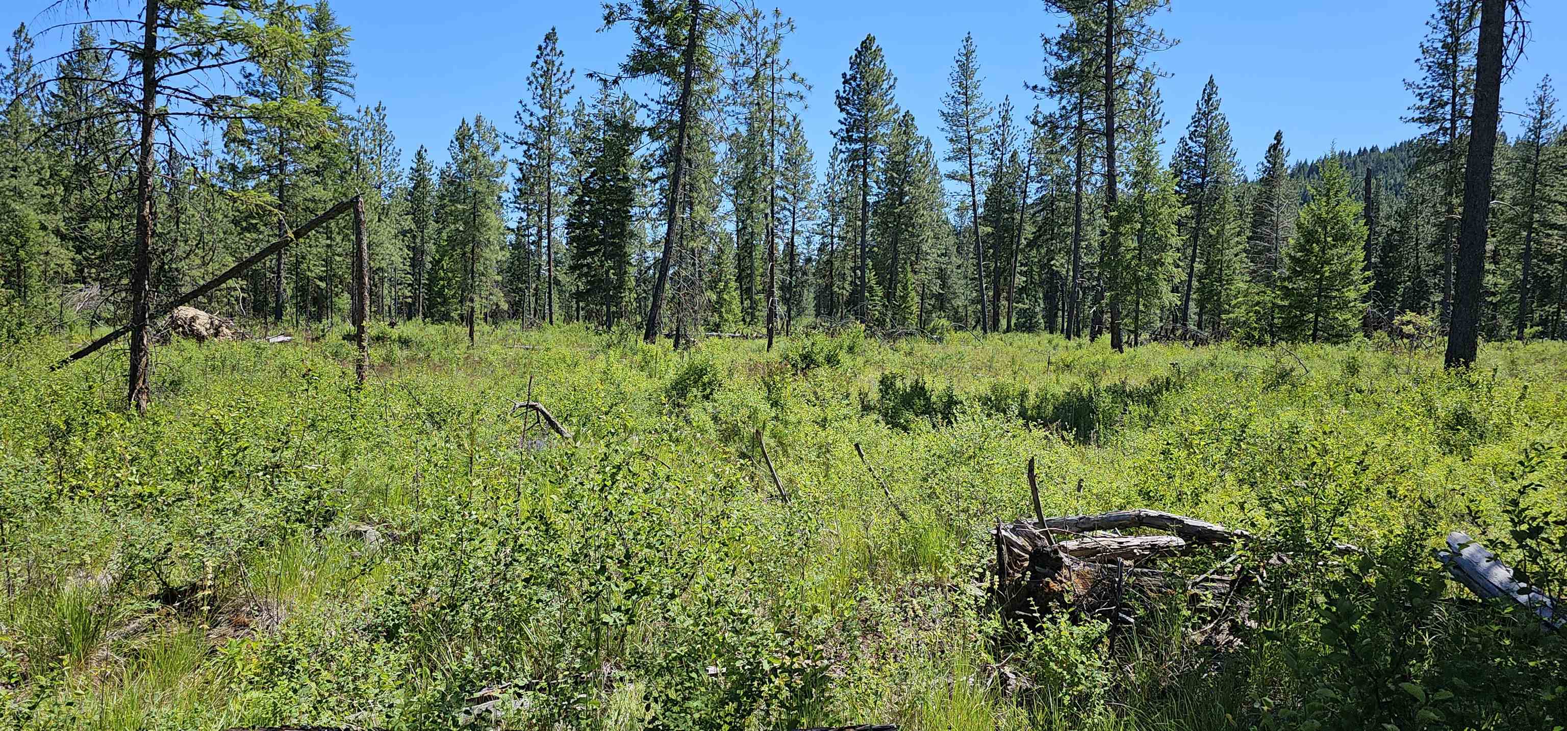 20 X Lynx Road Inchelium, WA 99138 - Photo 34 of 38