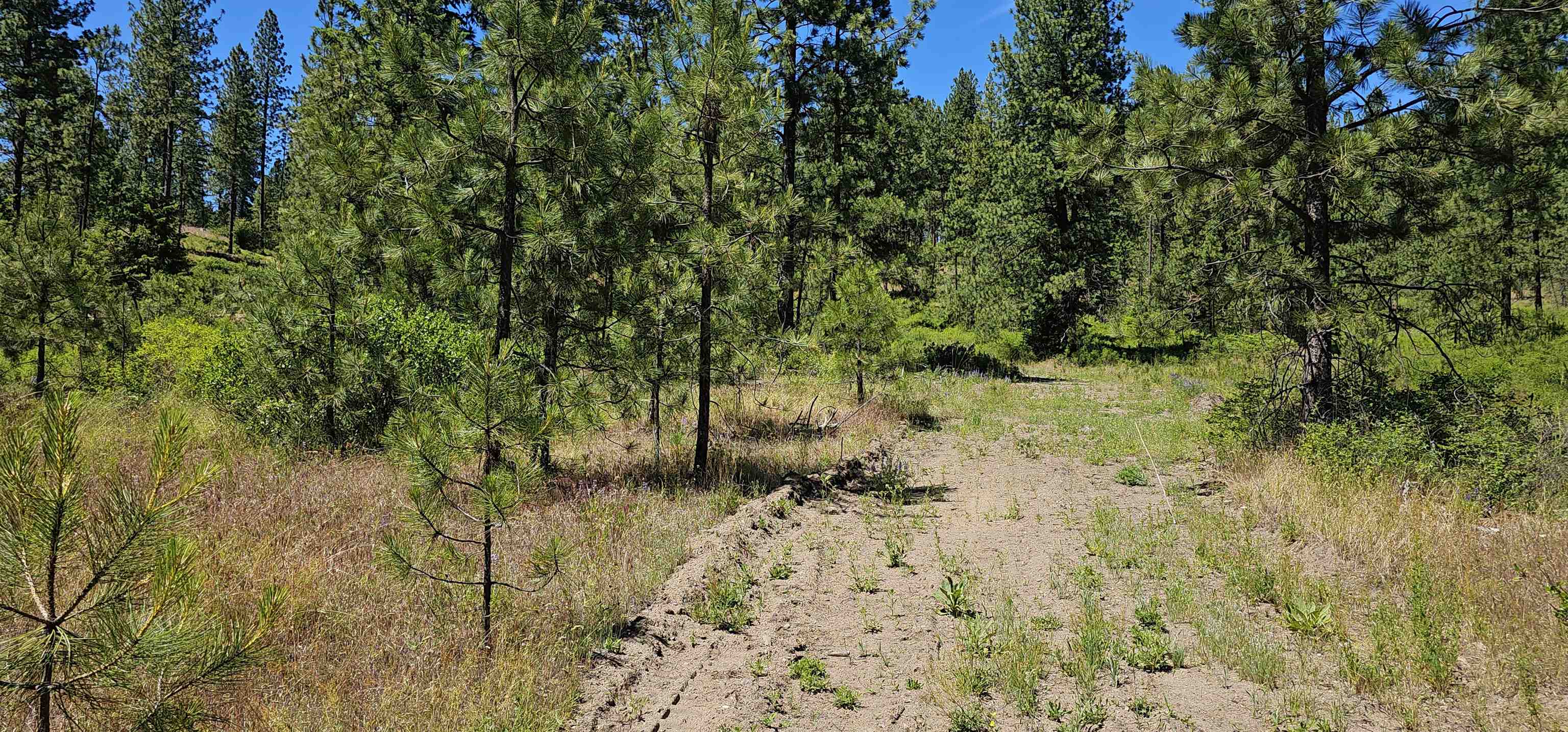 20 X Lynx Road Inchelium, WA 99138 - Photo 4 of 38