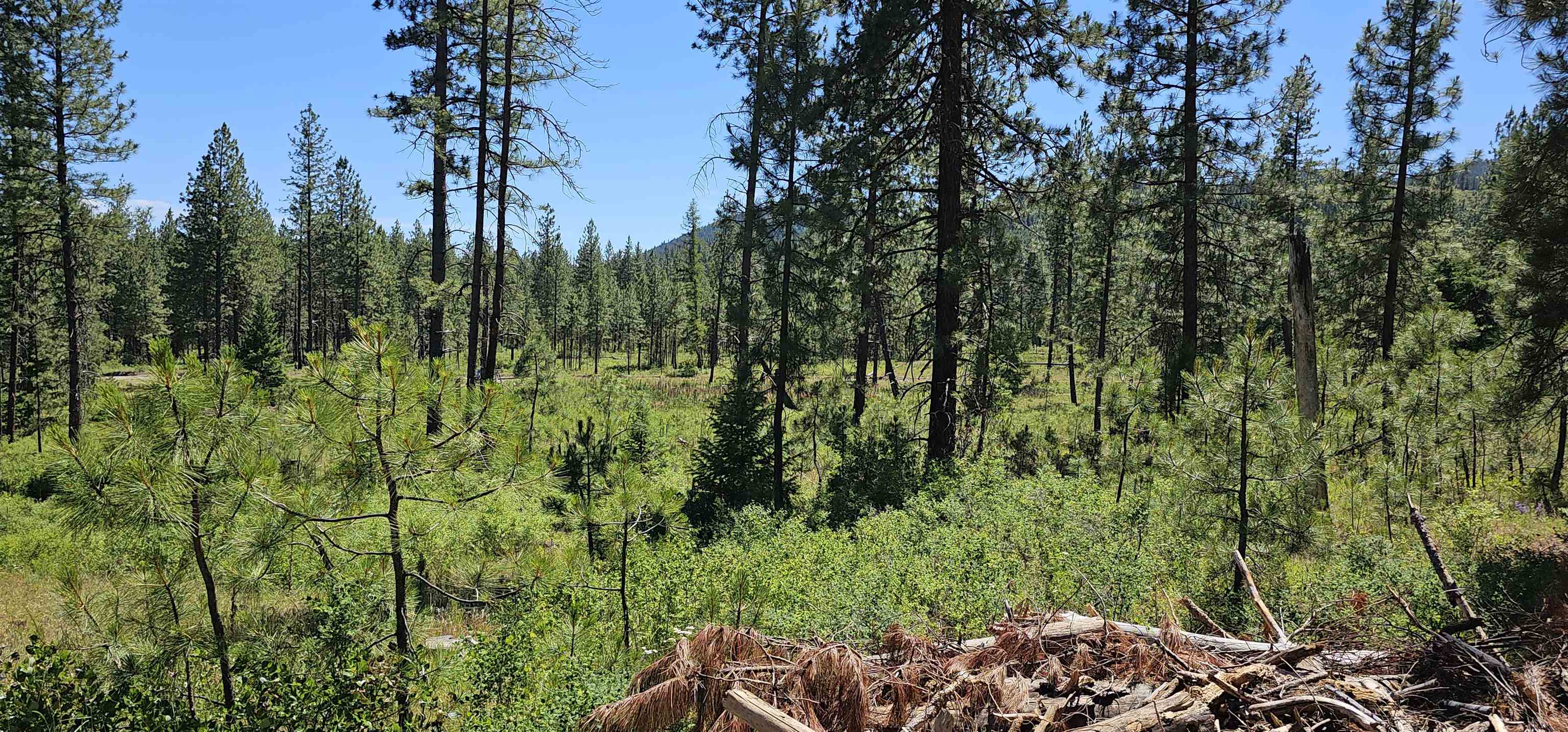 20 X Lynx Road Inchelium, WA 99138 - Photo 10 of 38