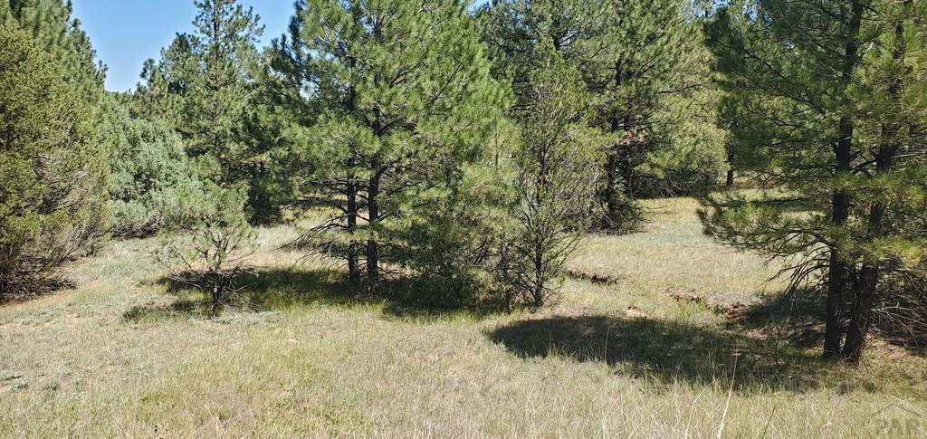 23248 Spirit Mountain Road Aguilar, CO 81020 - Photo 11 of 14