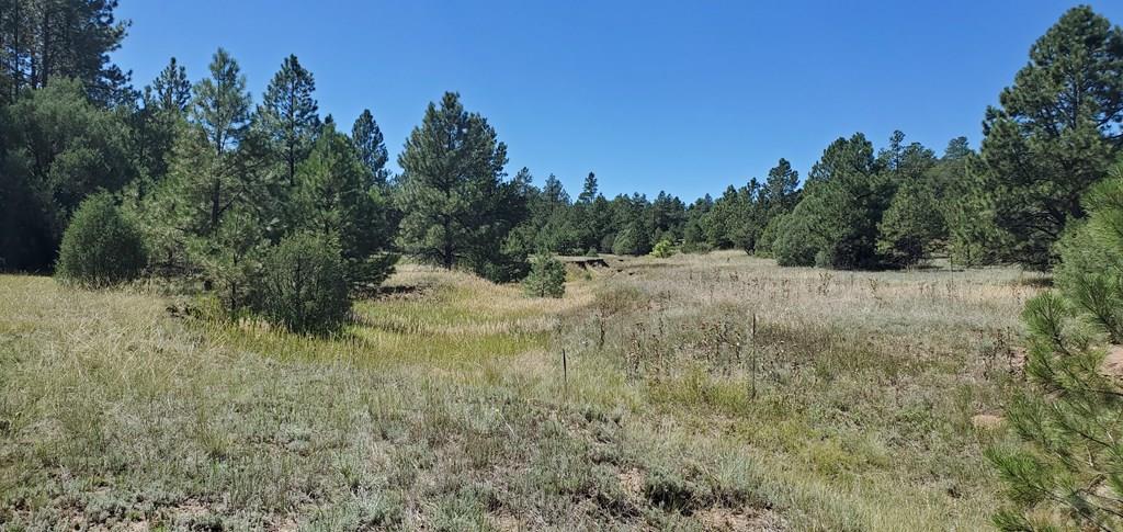 23248 Spirit Mountain Road Aguilar, CO 81020 - Photo 6 of 14