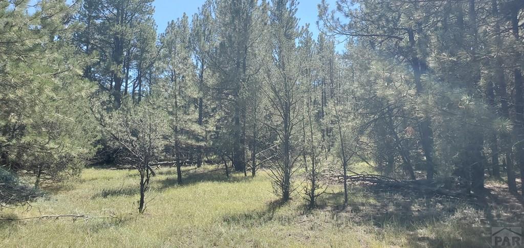 23248 Spirit Mountain Road Aguilar, CO 81020 - Photo 8 of 14