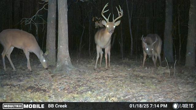 2419 Ripley Rt Bb Doniphan, MO 63935 - Photo 5 of 14