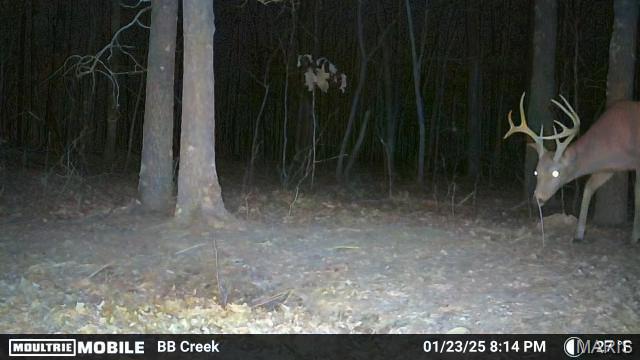 2419 Ripley Rt Bb Doniphan, MO 63935 - Photo 6 of 14