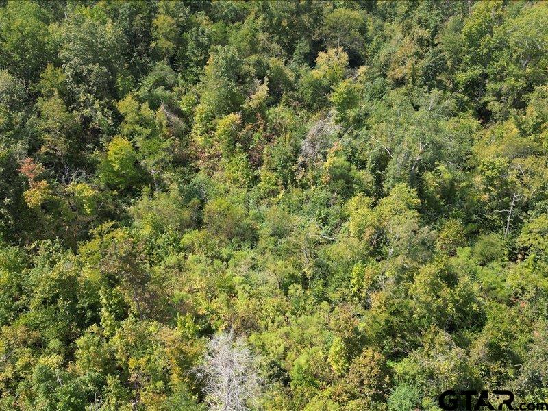 12717 Farm To Market Road 2015 Tyler, TX 75708 - Photo 7 of 9 a view of a large yard with lots of green space