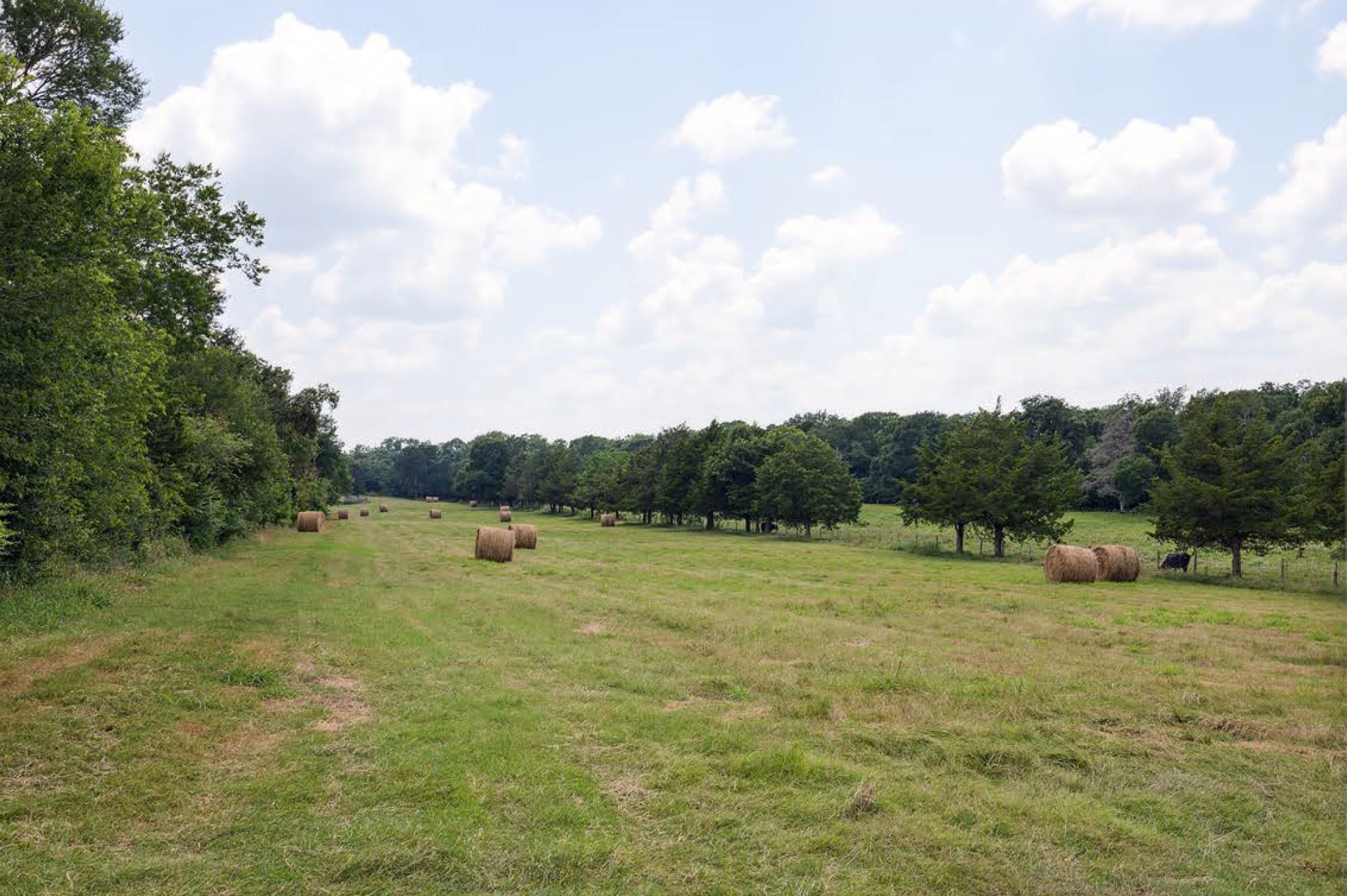 1325 Stalmach Road New Ulm, TX 78950 - Photo 11 of 50 Expansive hay pasture lined with trees