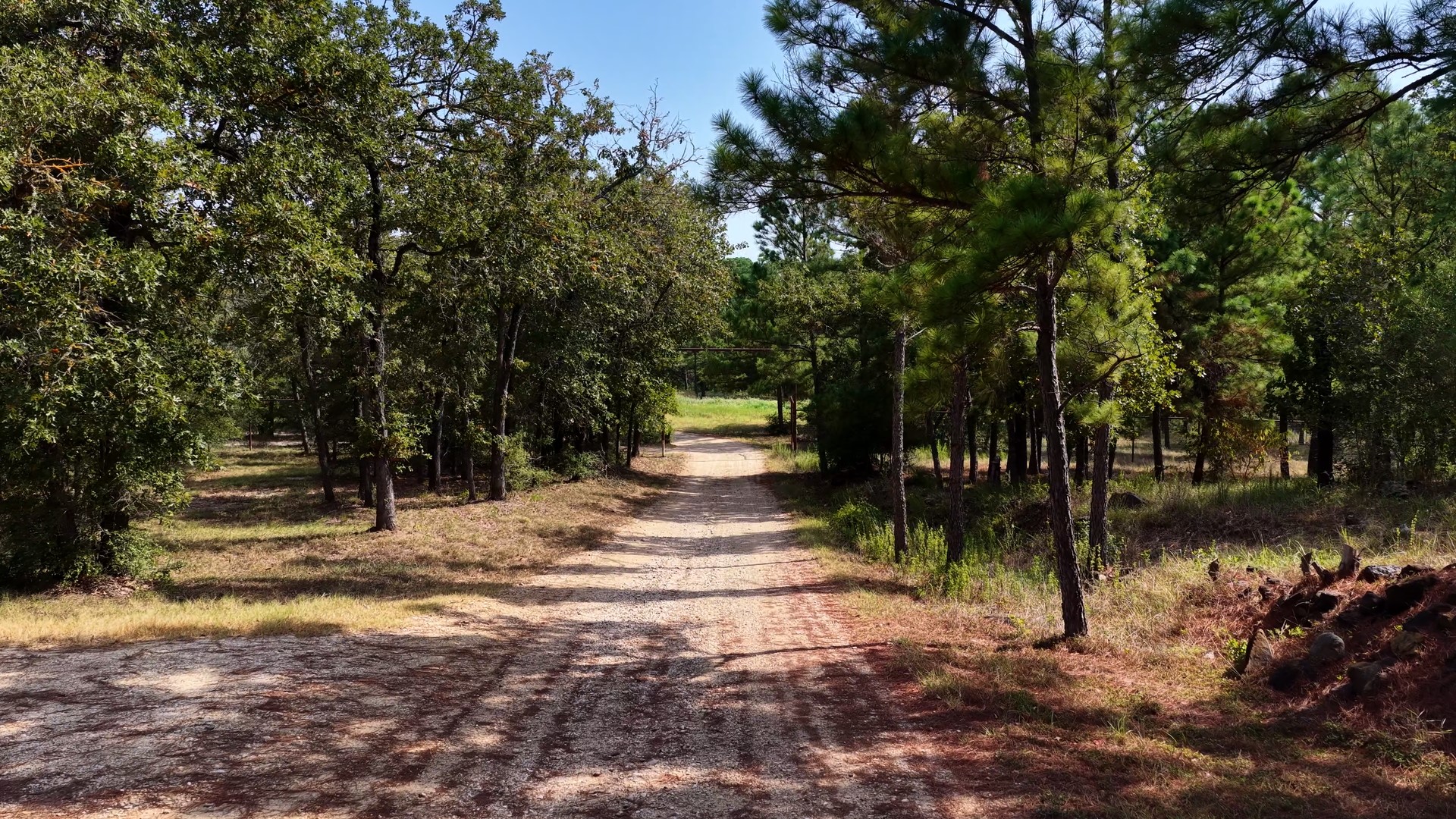 218 Little Ranch Road Red Rock, TX 78662 - Photo 11 of 33 Mature trees line a winding unpaved path under a clear blue sky.